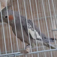 عروس هلندی