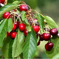 اجاره دهی باغ گیلاس وسیب درتفرجگاه بند