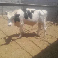 گوساله چاق فروشی