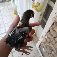 جوجه ویاندوت جی آس جی بلورد و سیلور
