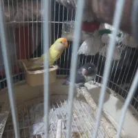 زیرتلویزیونی ۰ و‌یک جفت طوطی برزیلی