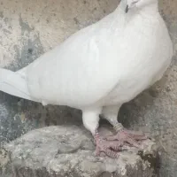 کبوتر|پرنده|محمدیار, |دیوار