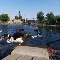 اردک اسرائیلی