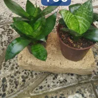 گل .|گل و گیاه طبیعی|اراک, |دیوار