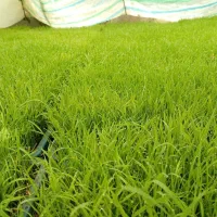 توم،نشا هاشمی