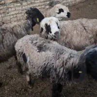 فروش ۴راس میش