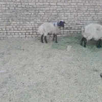 کور میش