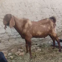 بزنر پلنگی اصل