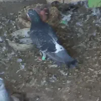 سفیدملقی ۱جفت پلاکی