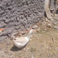 گاز خالماقوری و لیندا