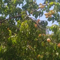 فروش زردالو قربان