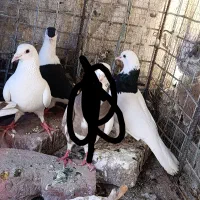 تعدادی رنگی خوشگل