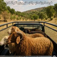 فـروش گـوسفند زنده «باقصـاب»
