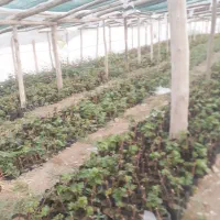 نهال انگور سیاه سردست