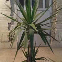 3عدد گل یوکا
