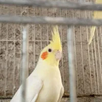 عروس هلندی،طوطی برزیلی،مرغ عشق