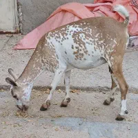 صلاله