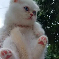 گربه ماده|گربه|گرگان, |دیوار
