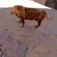 سگ پاپی نر
