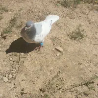 کبوتر یال سبز