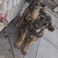 ۲عدد توله سرابی