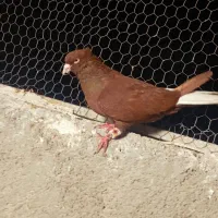 پرنده سرخ دم سفید شمک تخت بی عیب