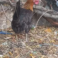 خروس