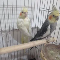 عروس هلندی