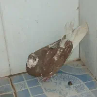 کبوتر