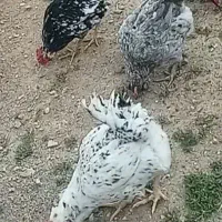 مرغ و خروس گلین خالص