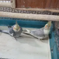 عروس هلندی نر وماده