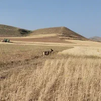 سگ گله