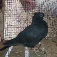 کبوتر سرخ و زاغ آبادانی