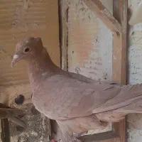 کفتر