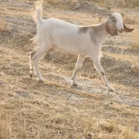 کهره.بیگ.بُز