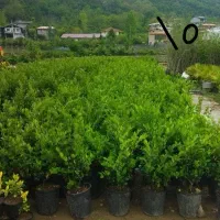 یاس هلندی