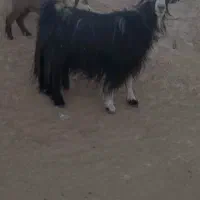دوتا تیربز داشتی با بیگ