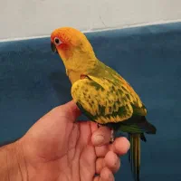 طوطی خورشیدی .شاه طوطی .ملنگو