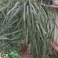گل لیندا