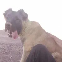 سگ سرابی 11ماهه