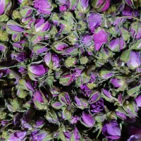 غنچه گل محمدی