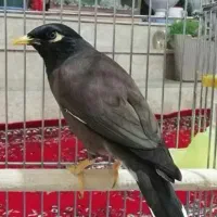 مرغ مینا