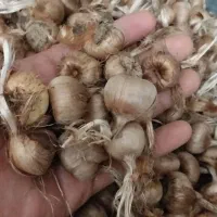 پیازچه زعفران