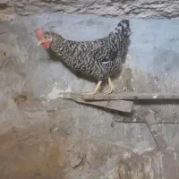 مرغ آمروک