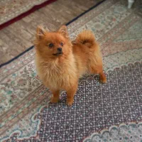 سگ پا کوتاه