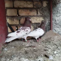 جفت کله سرخ