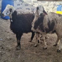 7 راس بره ماده