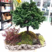 درختچه بونسای طبیعی در حجره گل شیرین