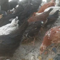 جوجه چهارماهه محلی خالص خالص