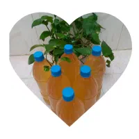 آبغوره تازه